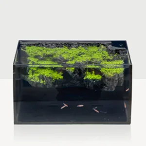Hygger aquarium with lush green plants and small fish swimming in a modern glass tank