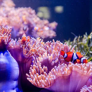Vibrant clownfish swimming among colorful sea anemones in a tropical aquarium setting