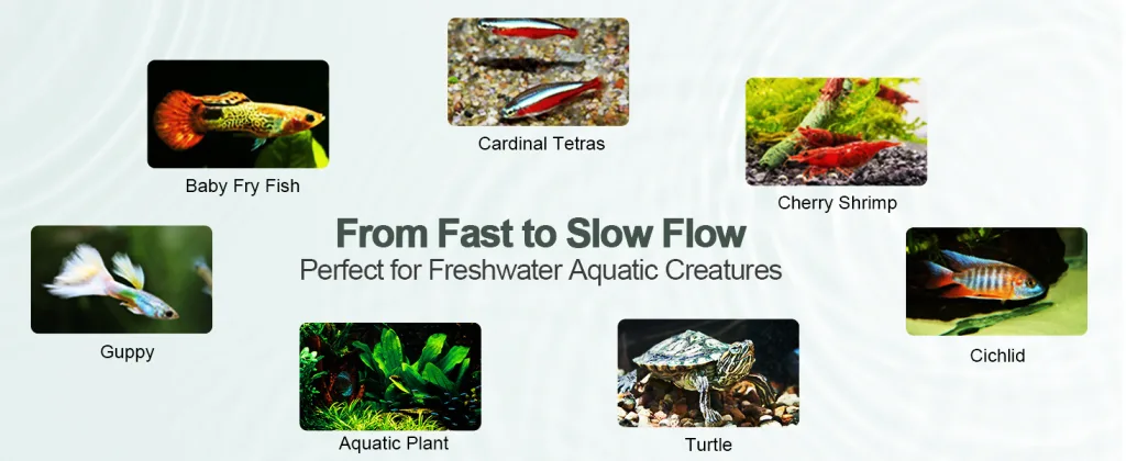 Freshwater aquarium setup featuring Baby Fry Fish, Cardinal Tetras, Cherry Shrimp, Guppy, Aquatic Plant, Turtle, and Cichlid
