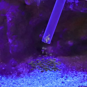 Purple-lit aquarium with blue gravel, coral, and a clear tube for feeding fish