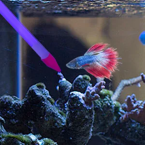 A vibrant red and blue betta fish swims near a purple water dropper in a planted aquarium with rocks and branches.