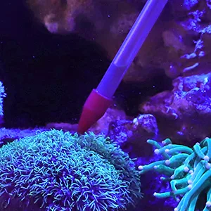A vibrant aquarium scene with colorful sea anemones and a syringe injecting dye for water quality testing.