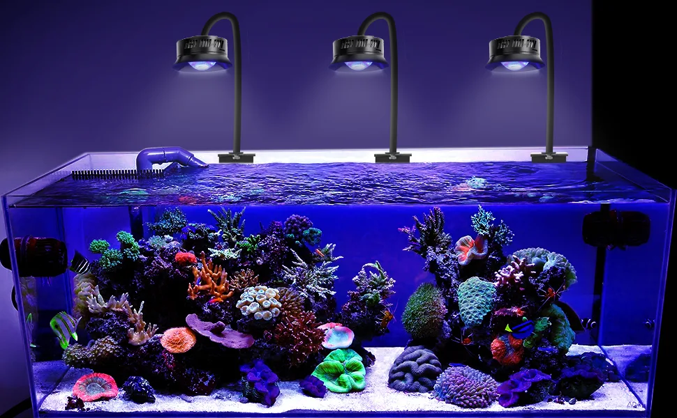 A vibrant saltwater aquarium with colorful corals, tropical fish, and LED lighting, showcasing a thriving marine ecosystem.