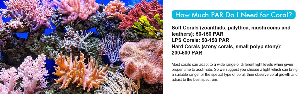 A vibrant aquarium scene with colorful corals, including soft and hard corals, illustrating PAR light requirements for coral