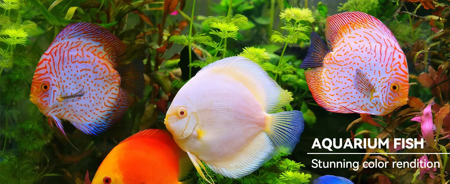 Vibrant discus fish swimming in lush aquarium with green plants and colorful fish, showcasing stunning color rendition for aq