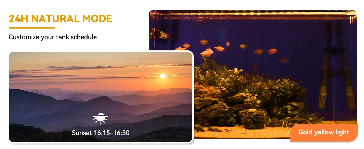 Hygger aquarium 24H Natural Mode with sunset schedule and gold yellow light for fish tank customization
