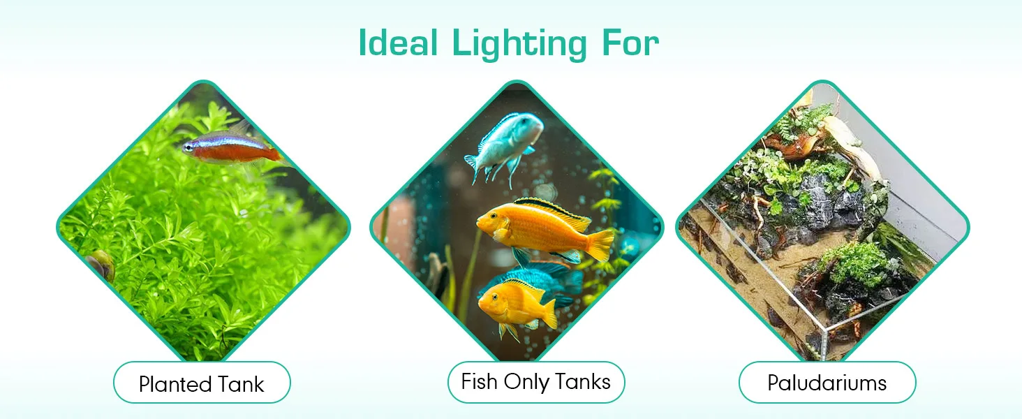 Ideal lighting for planted tanks, fish-only tanks, and paludariums with vibrant aquatic life and lush plants.