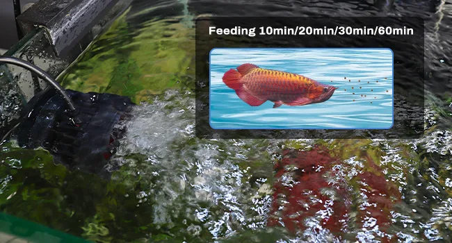 Hygger aquarium feeding timer with 10min/20min/30min/60min options for red arowana fish in water tank