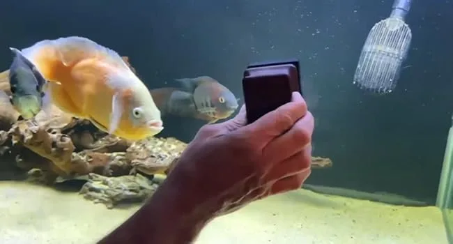 Hand holding smartphone near aquarium with colorful fish and decorative rocks