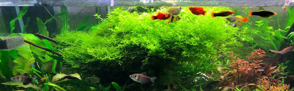 Vibrant aquarium with lush green plants and colorful fish swimming among aquatic vegetation.