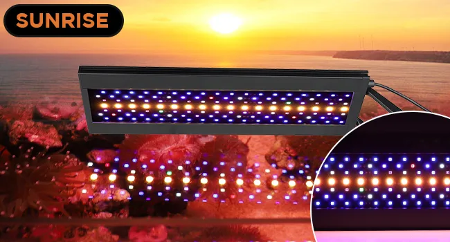 Sunrise LED aquarium light with vibrant blue and warm white LEDs for marine tanks, showcasing a sunset beach backdrop.
