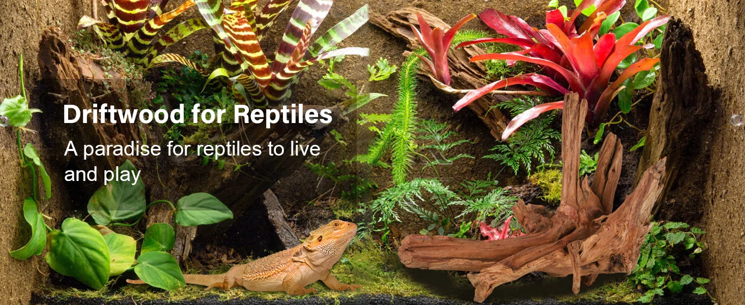 Driftwood for reptiles: A paradise for bearded dragons to live and play in a lush terrarium with vibrant plants and natural w