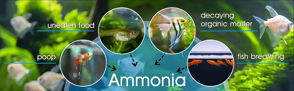 Aquarium ammonia sources: uneaten food, poop, decaying organic matter, fish breathing. Visual guide for aquarium maintenance.