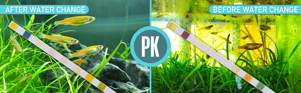 Before and after water change in aquarium with fish and water quality test strips