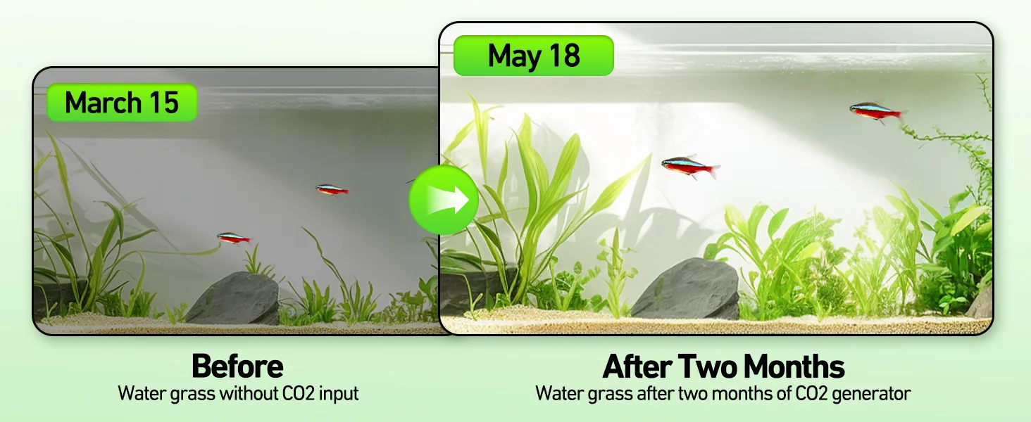 Before and after comparison of aquarium water grass growth with CO2 input on March 15 vs May 18