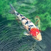 A vibrant koi fish with red, white, and black patterns swims in a clear green pond, creating gentle ripples.