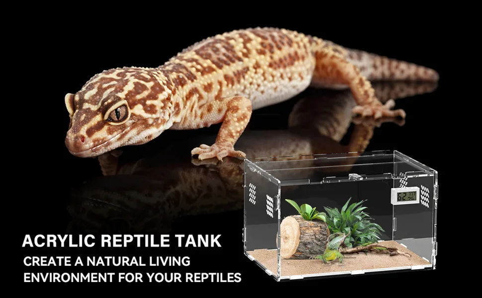 Acrylic reptile tank with bearded dragon and natural habitat setup for pet reptiles