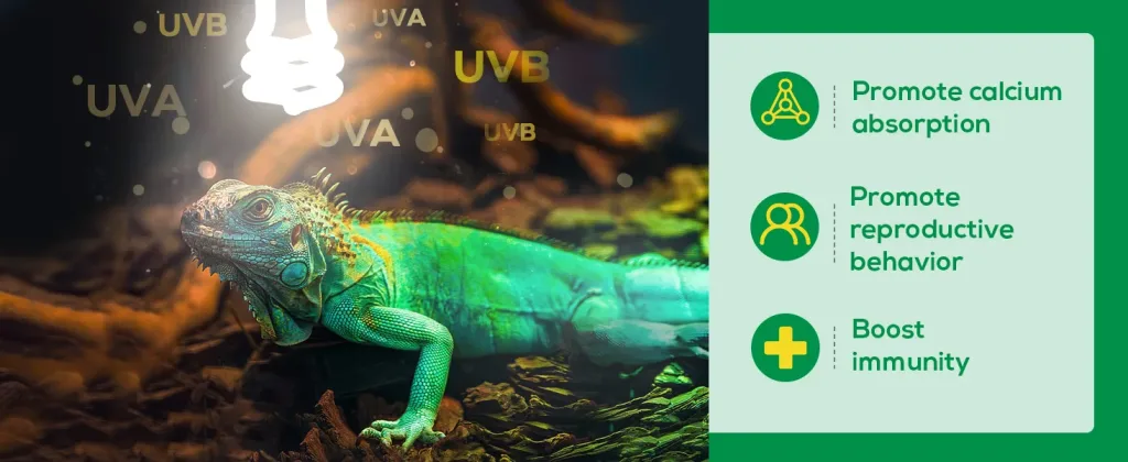 Green iguana under UVB light with benefits: calcium absorption, reproductive behavior, and immunity boost