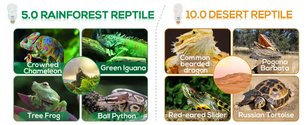 Rainforest and desert reptile species comparison: Crowned Chameleon, Green Iguana, Tree Frog, Ball Python vs Common bearded d