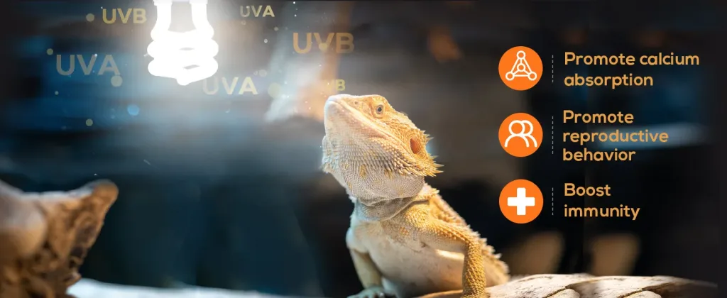 Bearded dragon under UVB light with benefits: calcium absorption, reproductive behavior, and immunity boost