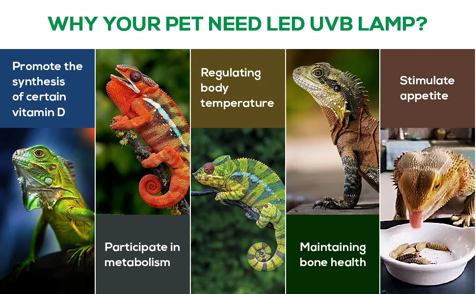 Why Your Pet Needs LED UVB Lamp: Benefits for Reptiles Including Vitamin D Synthesis, Temperature Regulation, and Bone Health
