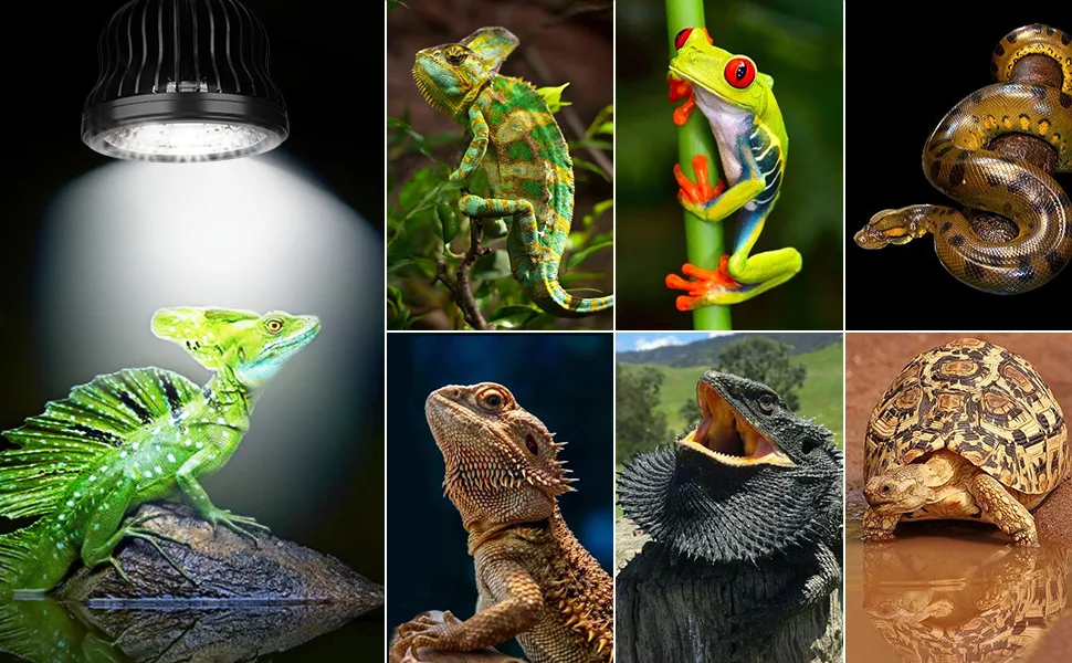 Hygger Aquarium: Showcase of vibrant reptiles including chameleons, tree frogs, and snakes in natural habitats with specializ