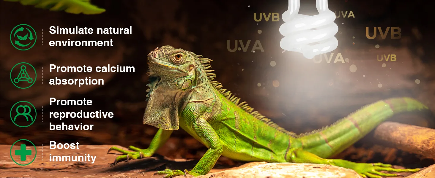 Green iguana under UVB light bulb with benefits: natural environment, calcium absorption, reproductive behavior, immunity boo