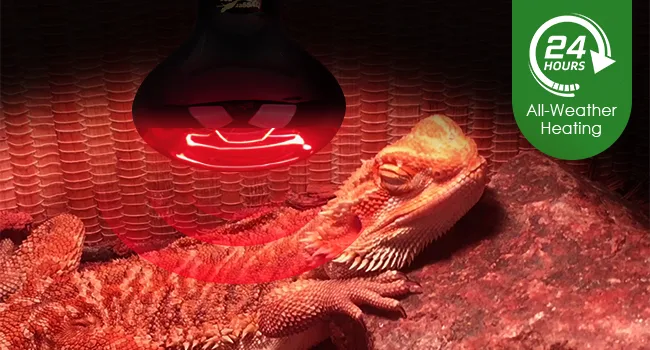 A bearded dragon basking under a red heat lamp in a terrarium with a 24-hour heating label.