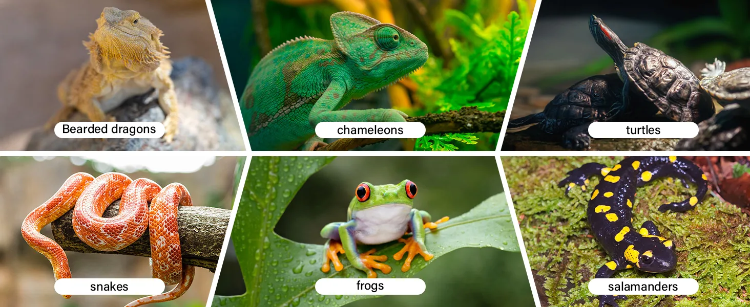 A collage of six reptiles and amphibians: bearded dragons, chameleons, turtles, snakes, frogs, and salamanders in natural hab