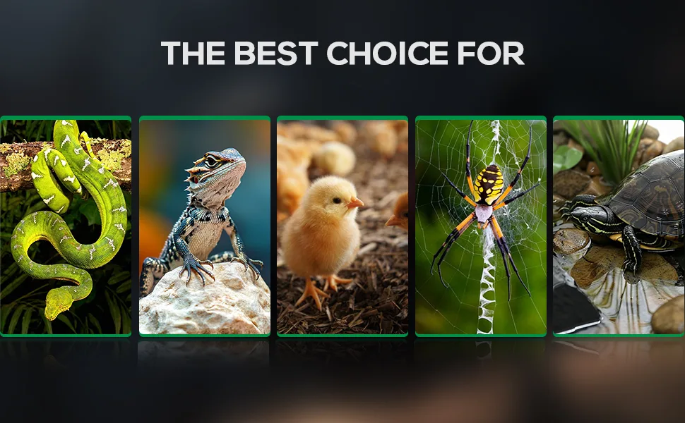 A vibrant display of diverse pets including a green snake, bearded dragon, chick, orb spider, and turtle, showcasing the best