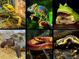 A collage of diverse reptiles and amphibians including a bearded dragon, colorful chameleon, green frog, turtle, snake, and g