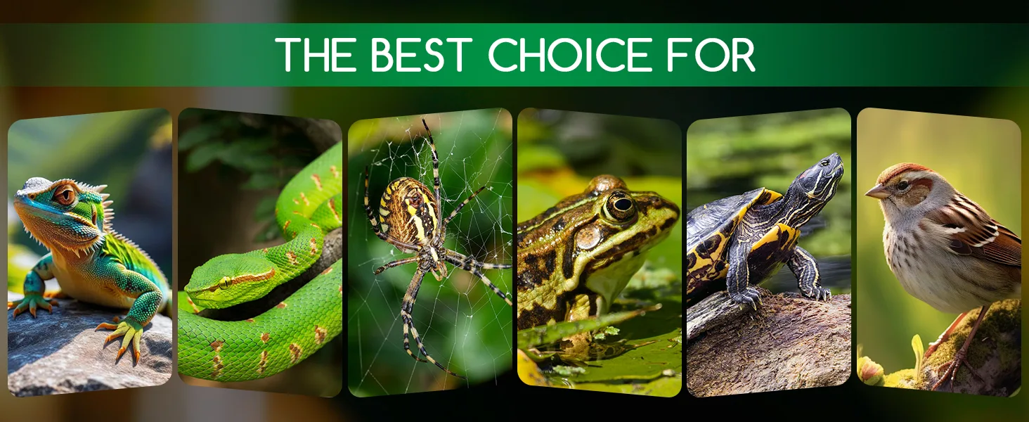 A vibrant collage of diverse reptiles and amphibians including a bearded dragon, green snake, spider, frog, turtle, and sparr