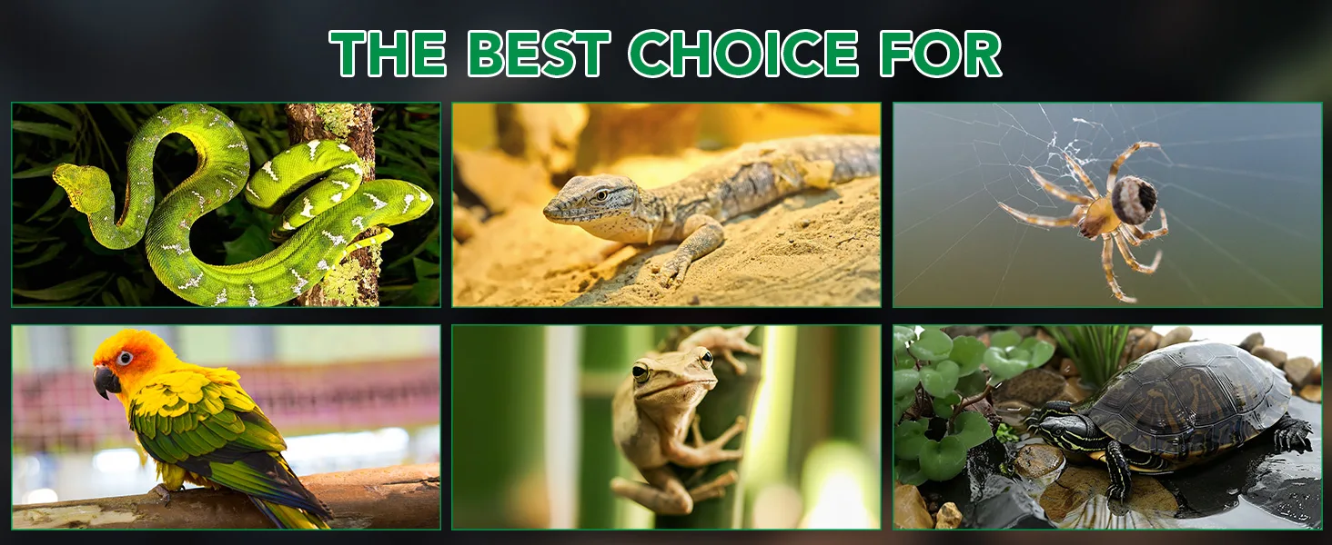 A collage of six vibrant pet animals: green snake, lizard, spider, parrot, frog, and turtle, showcasing ideal choices for aqu