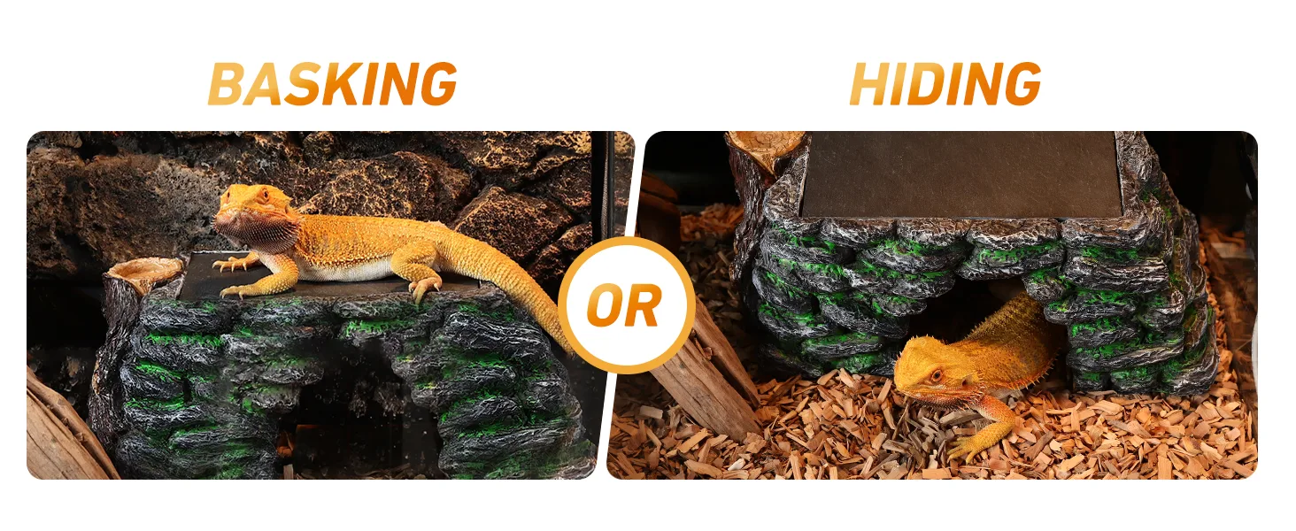 Bearded dragon basking on rock platform or hiding in cave enclosure with wood chips substrate