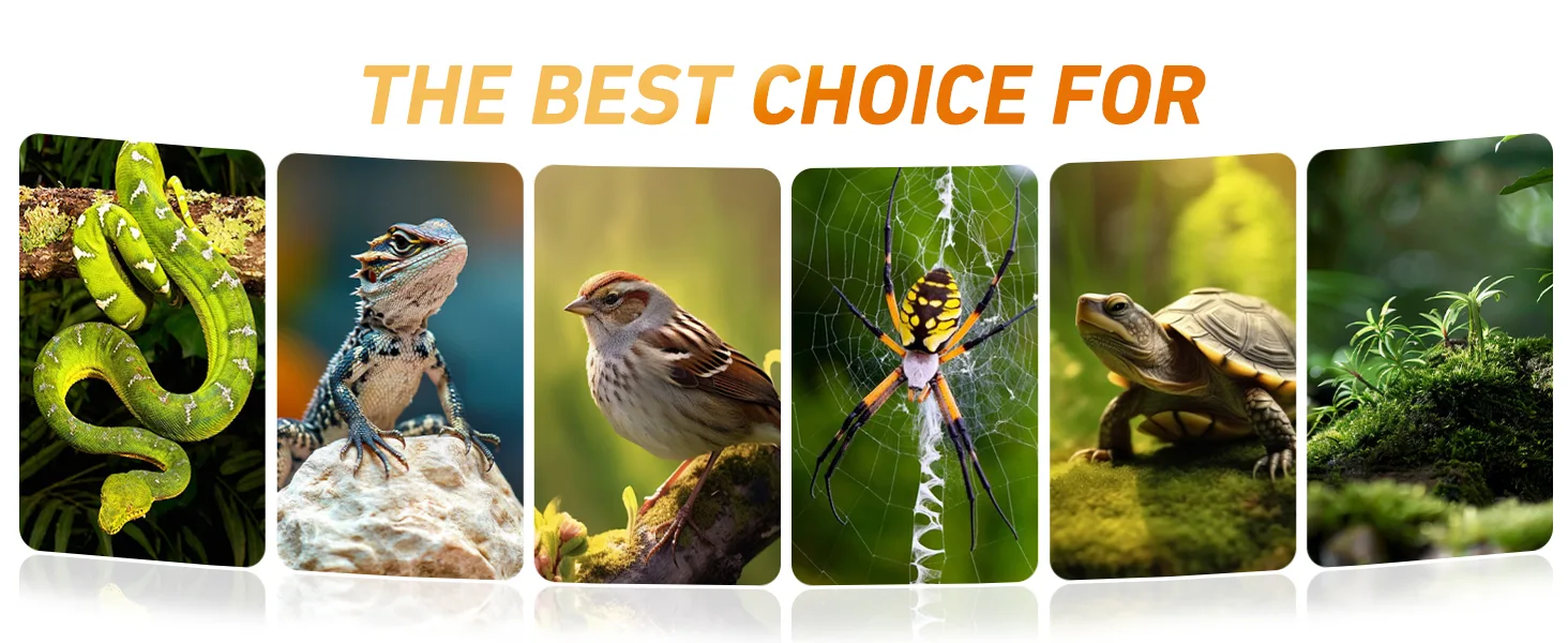 A vibrant display of diverse pets including a green snake, bearded dragon, sparrow, orb spider, and tortoise, showcasing the