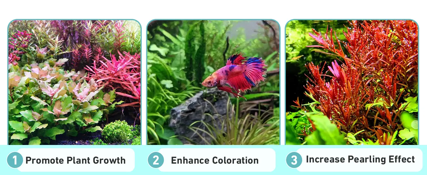 Three aquarium images showcasing benefits: vibrant plants for growth, colorful betta fish, and pearl-like effects on plants.