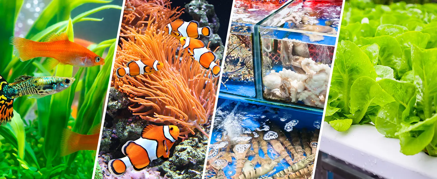Hygger Aquarium: Vibrant fish, coral, and seafood displays with fresh greens for aquatic enthusiasts.