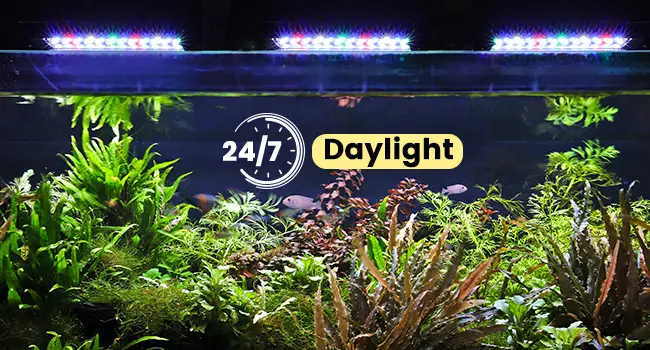 Hygger aquarium with 24/7 daylight lighting, lush aquatic plants, and vibrant fish in a well-lit tank.