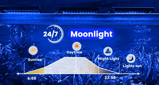 Hygger Aquarium Moonlight Mode: 24/7 lighting schedule showing Sunrise at 6:00, Daytime, Night Light, and Lights out at 22:50