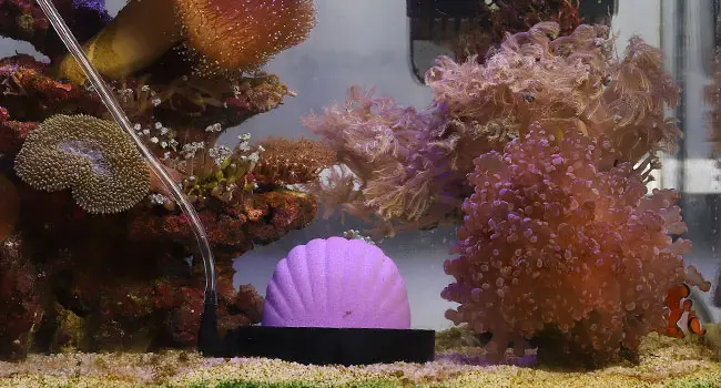 Vibrant coral reef aquarium with purple anemone, colorful fish, and sandy bottom