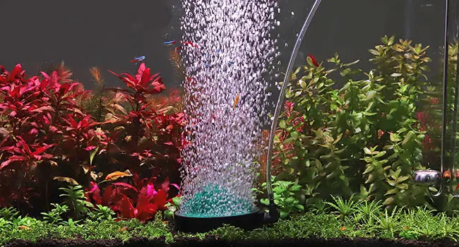 Vibrant aquarium with lush red and green plants, flowing water feature, and colorful fish swimming in a well-lit tank.