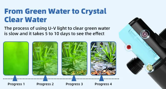 Hygger aquarium UV light system transforming green water to clear water in 5-10 days with 4 progress stages