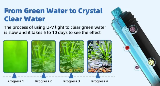 Hygger UV water clarifier process: Green to clear water in 5-10 days with 4 progress stages