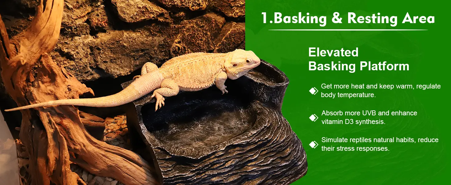 Bearded dragon on elevated basking platform in reptile enclosure with rocks and wood