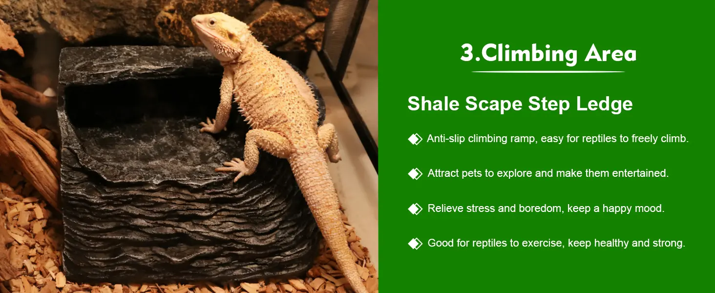 Bearded dragon on Shale Scrape Step Ledge climbing ramp in reptile enclosure with wood chips and rocks