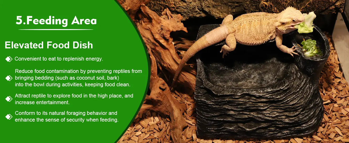 Bearded dragon on elevated food dish with lettuce, showcasing reptile feeding area benefits for clean and natural feeding.