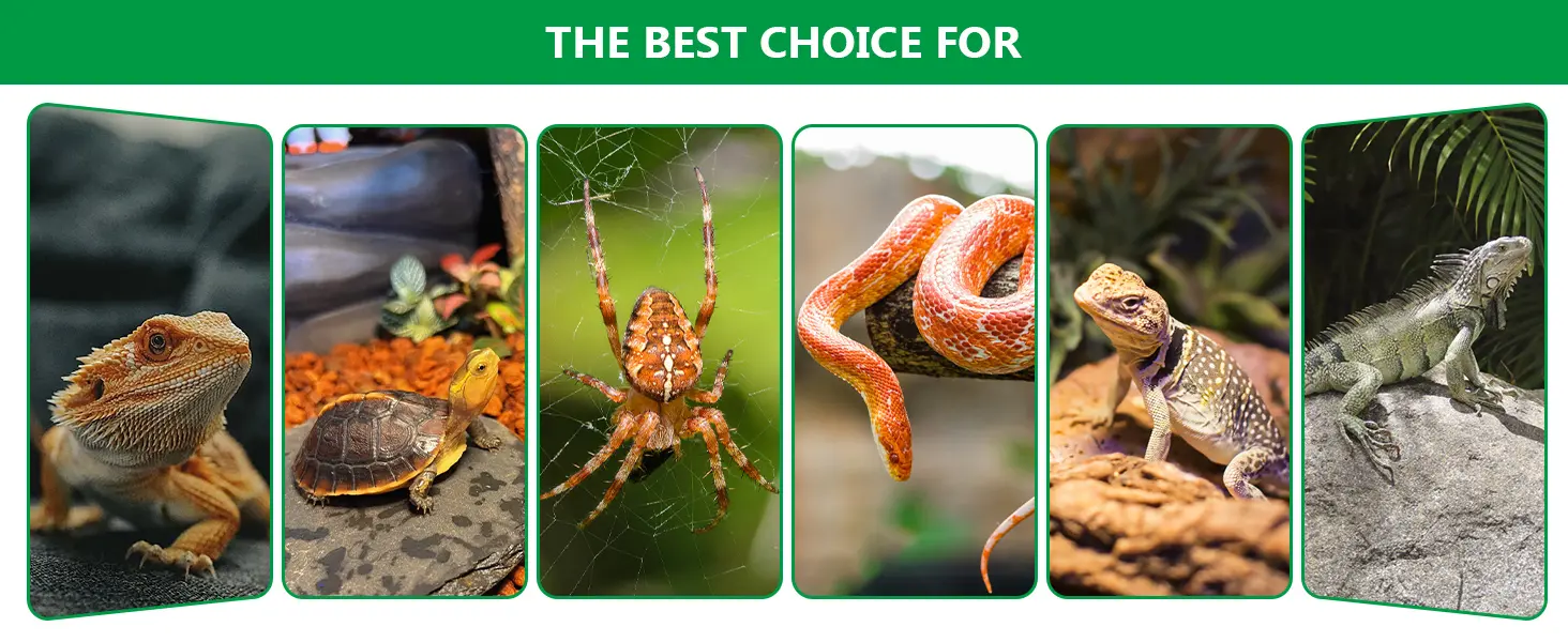A selection of reptiles and arthropods including bearded dragon, turtle, spider, snake, and iguana for pet enthusiasts.