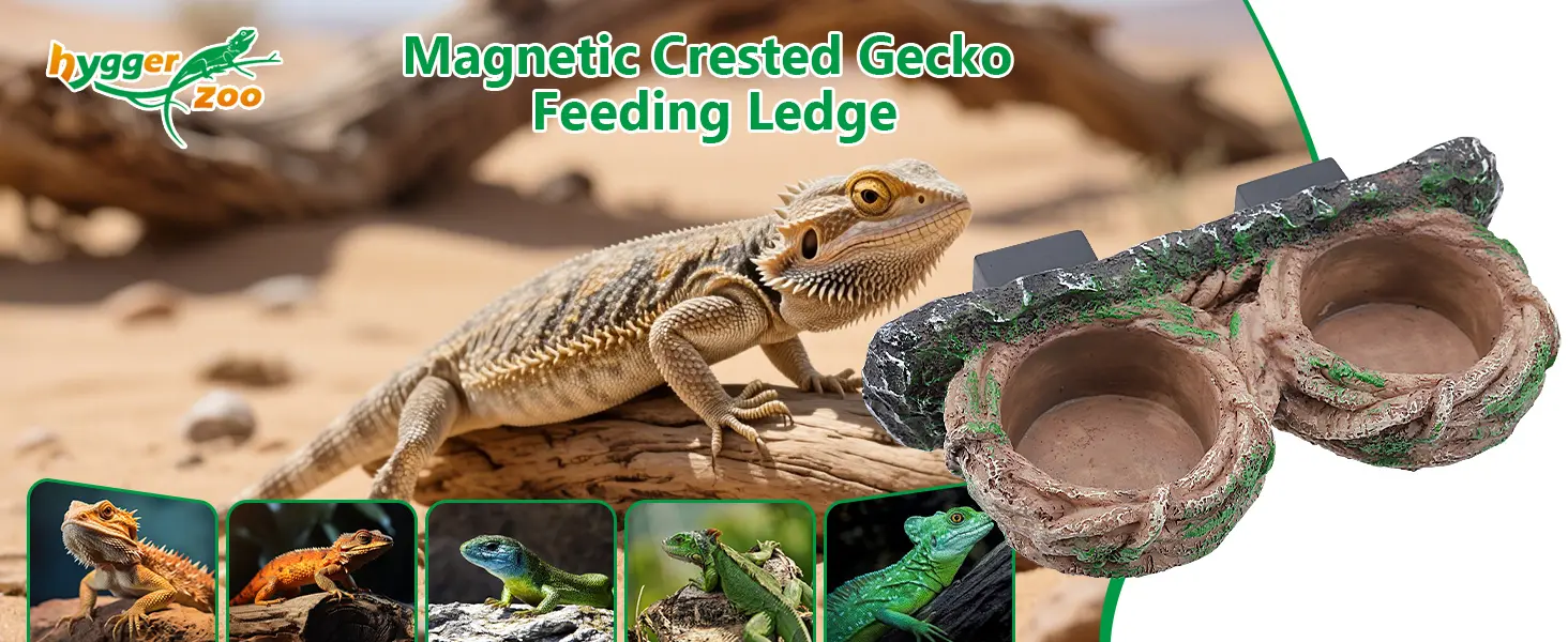 Magnetic Crested Gecko Feeding Ledge by hygger Zoo with bearded dragon on log