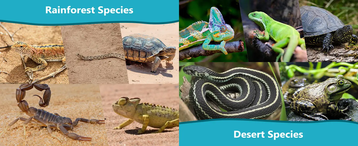 Comparison of rainforest and desert species including lizards, turtles, chameleons, snakes, and frogs in their natural habita
