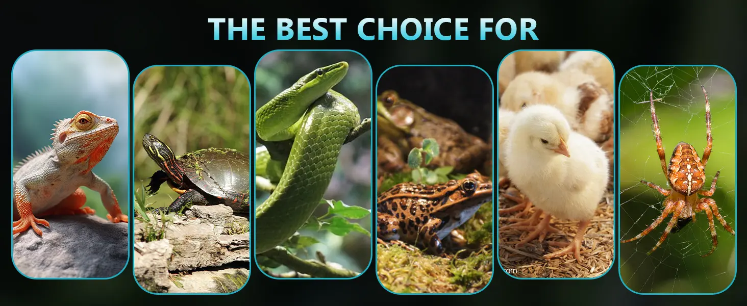 A selection of pet animals including bearded dragon, turtle, snake, frog, chicks, and spider for the best choice for your pet